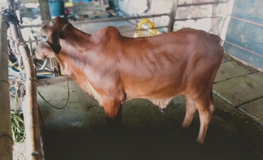 BÒ GIỐNG BBB BÌNH PHƯỚC