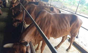 BÒ GIỐNG BBB ĐỒNG XOÀI