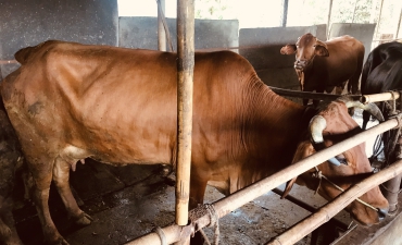 BÒ GIỐNG ANGUS BÌNH PHƯỚC