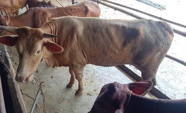 BÒ GIỐNG KEM PHÁT ĐỒNG XOÀI