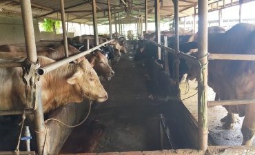BÒ THỊT GIÁ RẺ ĐỒNG XOÀI