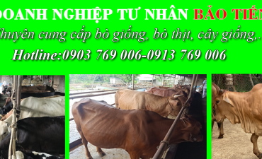BÒ GIỐNG BÌNH PHƯỚC