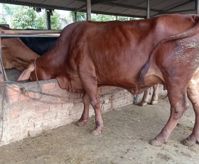 BÒ GIỐNG ANGUS
