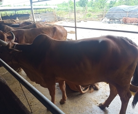 BÒ GIỐNG BBB BÌNH PHƯỚC