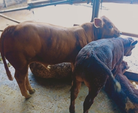 BÒ GIỐNG BBB ĐỒNG XOÀI