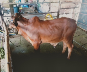 BÒ THỊT ANGUS BÌNH PHƯỚC