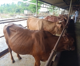 BÒ THỊT BÌNH PHƯỚC