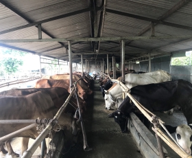 BÒ THỊT GIÁ RẺ BÌNH PHƯỚC