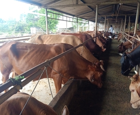 BÒ THỊT GIÁ RẺ ĐỒNG XOÀI