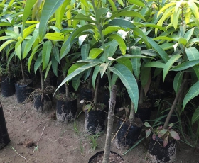 CÂY GIỐNG XOÀI THÁI