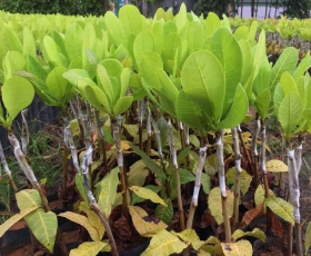 ĐIỀU GIỐNG BÌNH PHƯỚC