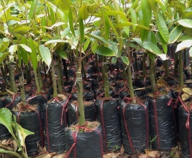GIỐNG SẦU RIÊNG MONTHONG THÁI