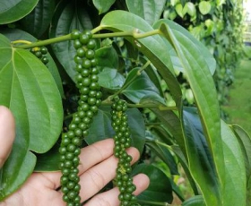 TIÊU GIỐNG SRI