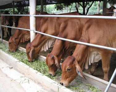 Bình Phước: Hướng đi mới cho nghề chăn nuôi bò thịt chất lượng cao